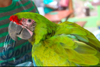 Great Green Side Stare Ara=Project
 - Costa Rica