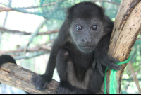 monkey straight stare 
 - Costa Rica