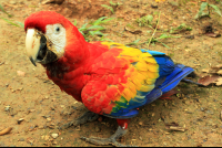 osa animal sanctuary tour page scarlet macaw 
 - Costa Rica