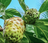 Noni Fruit Finca Kobo Chocolate Tour
 - Costa Rica