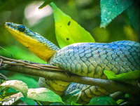 Snake Manuel Antonio National Park
 - Costa Rica