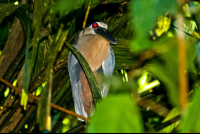 bird boat billed heron barra del colorado 
 - Costa Rica