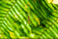 Spider Celeteste River Watefall Tour
 - Costa Rica