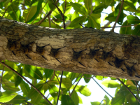 manglar isla mangrove kayak long nosed bats 
 - Costa Rica