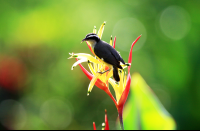 hot springs lodge great kiskadee 
 - Costa Rica