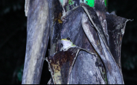 Tree Frog Las Caletas Night Hike
 - Costa Rica