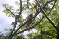 elegant trojan flaunting 
 - Costa Rica