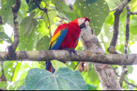 Macaw Standing On A Tree Branch Sierpe Mangler
 - Costa Rica