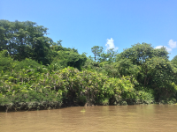 tempisque river side 
 - Costa Rica