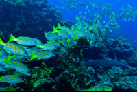 Cocos Whitetipblueandgoldsnapper
 - Costa Rica