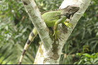 Green Iguana On Top Of A Tree Branch At Gringo Curts Restaurant
 - Costa Rica