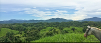 Horse Head With A Forest View Hacienda Ario
 - Costa Rica