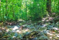 Creek Shaded By Tall Trees Cabo Blanco Reserve
 - Costa Rica