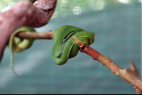 Serpentarium Green Sidestriped Pit Viper
 - Costa Rica