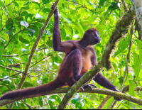 Spider Monkey On Branch Tortuguero
 - Costa Rica