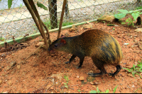 osa animal sanctuary tour page agouti 
 - Costa Rica