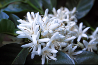 monteverde coffee farm coffee flowers 
 - Costa Rica