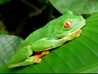 red eye green tree frog tortuguero 
 - Costa Rica