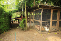 magellan inn chicken coup stable 
 - Costa Rica