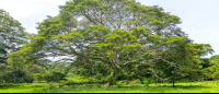 Guanacaste Tree
 - Costa Rica