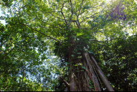 cahuita national park snorkeling hiking tour tree 
 - Costa Rica