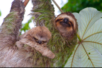 Sloths On Cecropia Tree Manuel Antonio
 - Costa Rica