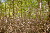 mangrove curu refuge 
 - Costa Rica