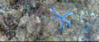 starfish tortuga island 
 - Costa Rica