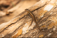 Lizard Curu
 - Costa Rica