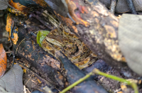 Fer De Lance At Sirena Ranger Station Corcovado National Park
 - Costa Rica