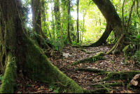 pocosol roots 
 - Costa Rica