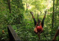 safari canopy tour v for victory 
 - Costa Rica