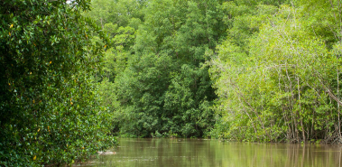 Damas Island Mangroves - Costa Rica