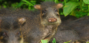 Collared Peccaries - Costa Rica