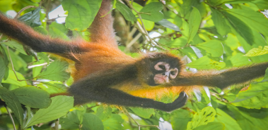 Spider Monkeys - Costa Rica