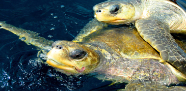 Olive Ridley Sea Turtles - Costa Rica