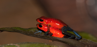 Fincas Naturales Wildlife Refuge - Costa Rica