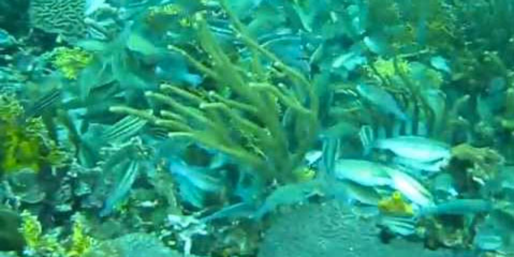 fish feeding frenzy caribbean
 - Costa Rica