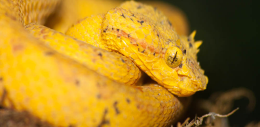 Herpetological Refuge - Costa Rica