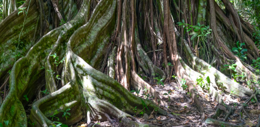 Barbilla National Park - Costa Rica