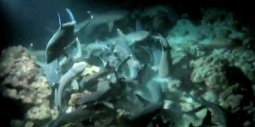 sharks feeding night cocos island
 - Costa Rica