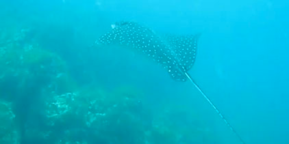 scuba diving spotted eagle ray
 - Costa Rica