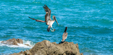 Guayabo, Pajaro & Negritos Island Reserves - Costa Rica