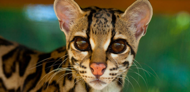 La Selva Wildlife Refuge - Costa Rica