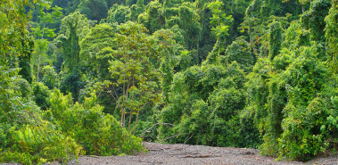 Piedras Blancas National Park - Costa Rica