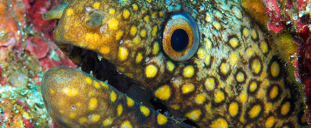 spotted eel 
 - Costa Rica