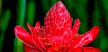 Casa Orquideas - Costa Rica