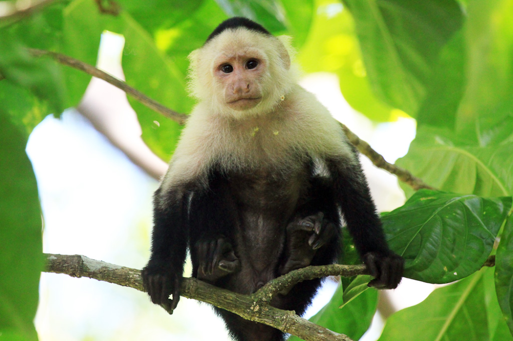 puerto viejo in pics cahuita national park snorkeling hiking tour capuchin 
 - Costa Rica