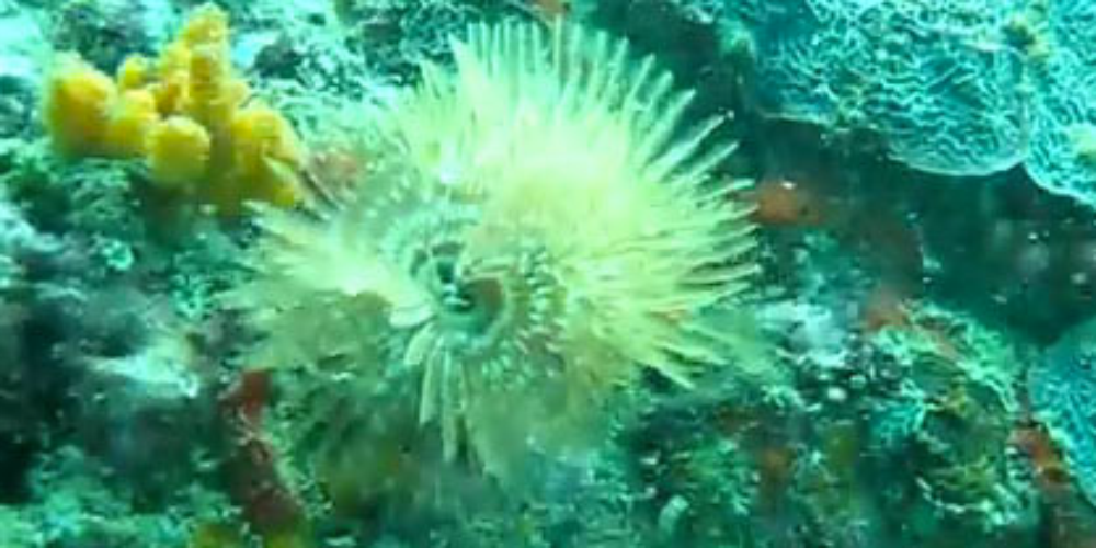 scuba diving fish anemone 
 - Costa Rica